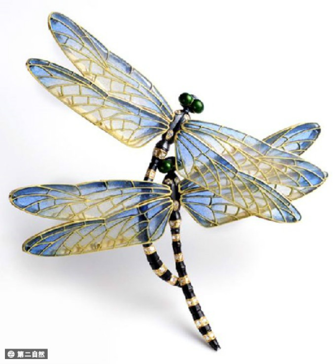 Dragonflies.jpg