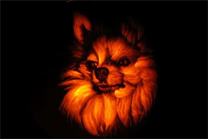 dog-o-lantern-13.jpg