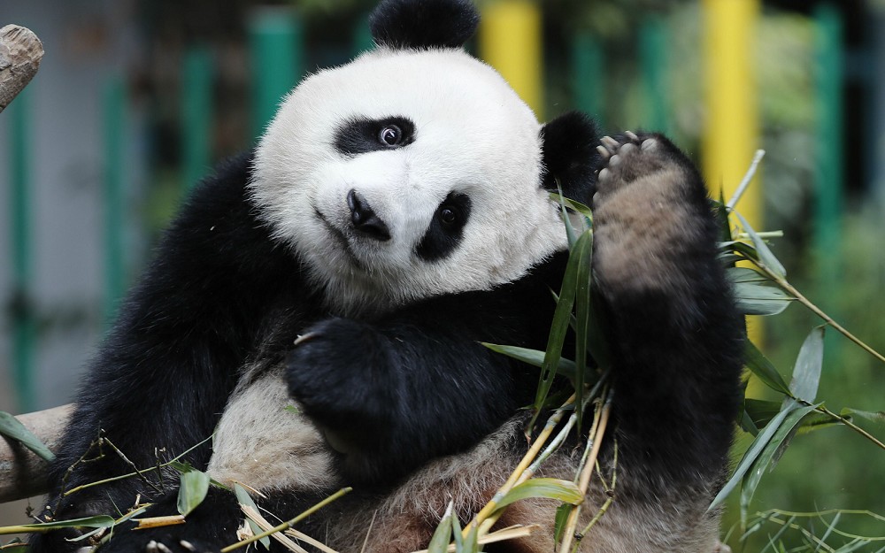 那些跟大熊猫抢竹子的艺术家，最后都收获了些什么